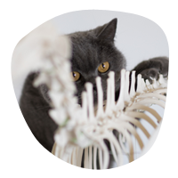 Tierphysiotherapie - Eine Katze im Bild
